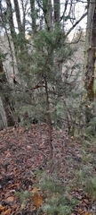 Juniperus communis communis