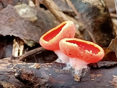 Sarcoscypha coccinea