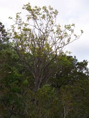 Leucaena retusa