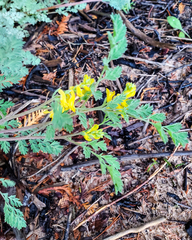 Corydalis aurea