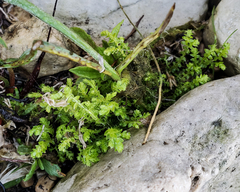 Selaginella eclipes