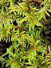 Hylocomium splendens