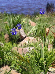 Agapanthus inapertus