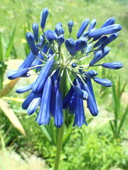 Agapanthus inapertus