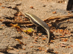 Eutropis