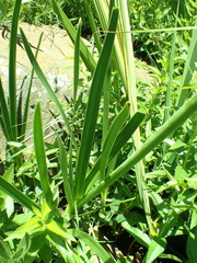 Agapanthus inapertus