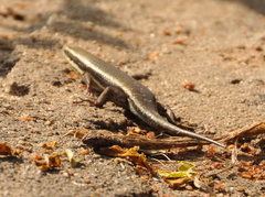 Eutropis