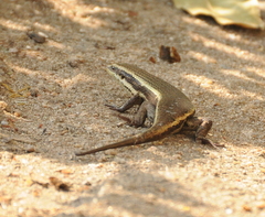 Eutropis
