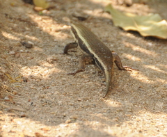 Eutropis