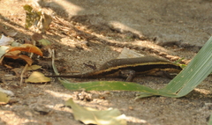 Eutropis