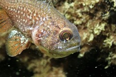 Vincentia novaehollandiae