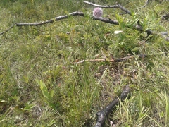 Allium strictum