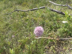 Allium strictum