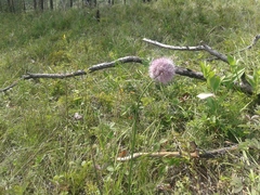 Allium strictum