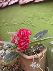 Angiospermae