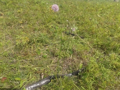 Allium strictum