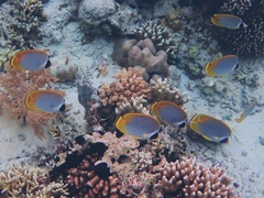 Chaetodon adiergastos