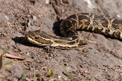 Bothrops alternatus