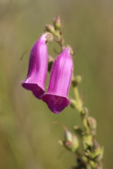 Digitalis thapsi
