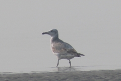 Ichthyaetus ichthyaetus