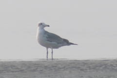 Ichthyaetus ichthyaetus