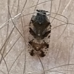 Cixiosoma bonaerense