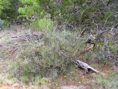 Ephedra antisyphilitica