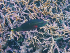 Oxycheilinus digramma