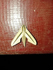 Theretra silhetensis