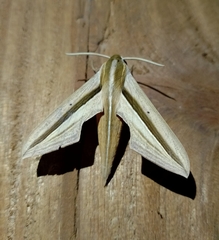 Theretra silhetensis