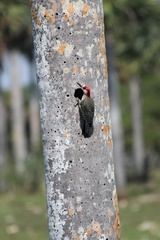 Melanerpes superciliaris