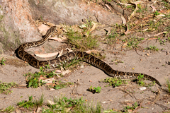 Bothrops alternatus