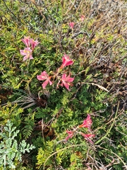 Alstroemeria hookeri