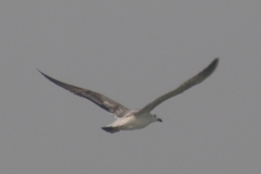 Ichthyaetus ichthyaetus