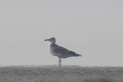 Ichthyaetus ichthyaetus