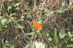 Dryas iulia moderata