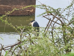 Nycticorax nycticorax nycticorax