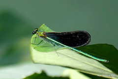 Neurobasis chinensis