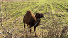 Camelus dromedarius
