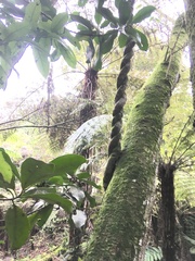 Parsonsia heterophylla