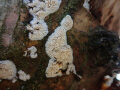 Basidioradulum radula