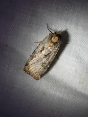 Epilecta linogrisea