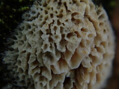 Basidioradulum radula