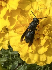 Allorhynchium chinense