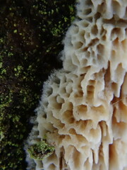 Basidioradulum radula