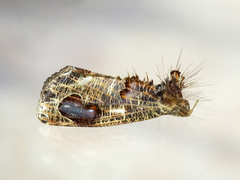 Pilipectus cyclopis