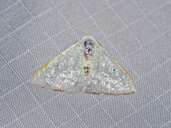 Arctornis poecilonipha
