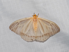 Sitvia denudata