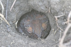 Peltophryne peltocephala