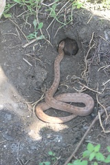 Peltophryne peltocephala